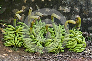 Green banana fruits