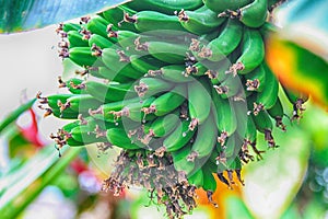 green banana fruits