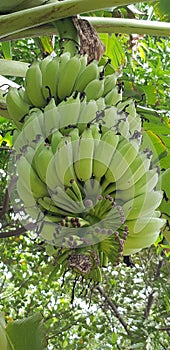 Green banana fruits hanging and nice background