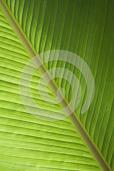 Green banana leaf