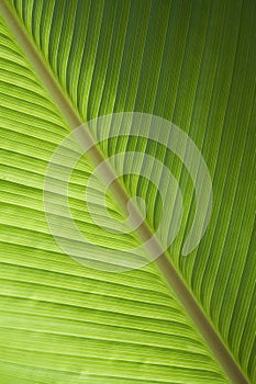 Green banana leaf