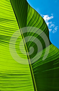 Green Banana Leaf