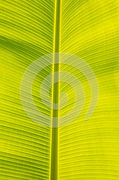 Green banana leaf