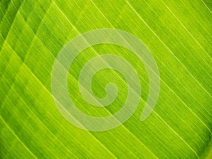 Green banana leaf