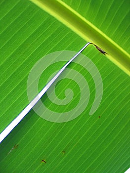 Green banana leaf