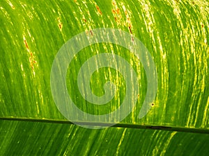 Green banana leaf