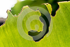 Green banana leaf