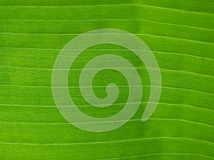 Green banana leaf