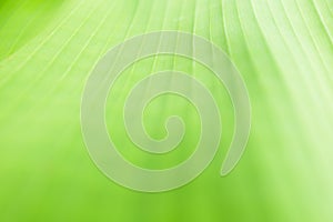 Green banana leaf background