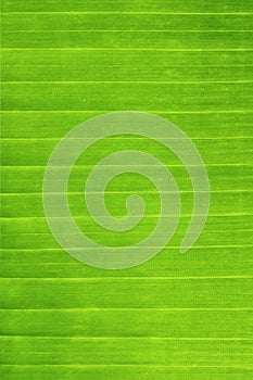 Green banana leaf background abstract