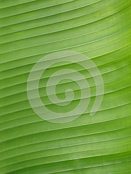 Green banana leaf background