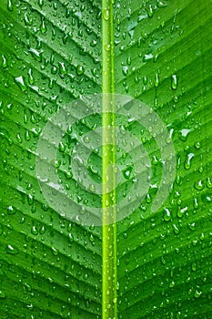 Green banana leaf background