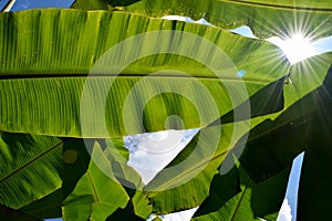 Green Banana leaf backlit sunlight and sky