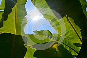 Green Banana leaf backlit sunlight and sky