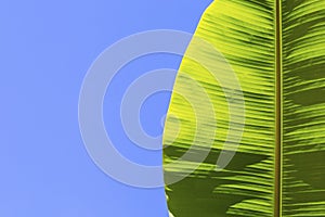 Green banana leaf on a blue background. Billet for the banner. A leaf of a tropical palm tree against the sky