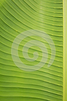Green banana leaf close-up