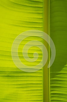 Green banana leaf close-up