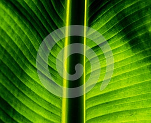Green banana leaf close up with background light behind