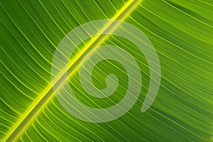 Green banana leaf close up Pinnately parallel venation stripes for healthy background