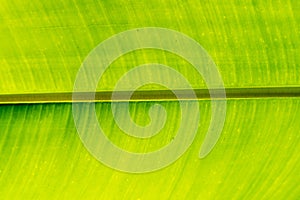 Green banana leaf close up