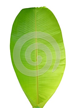 Green banana leaf dicut on white background