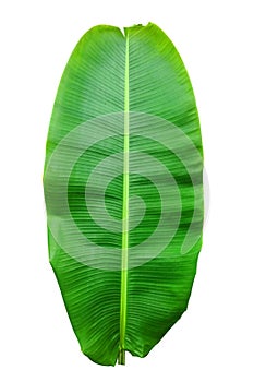 green banana Leaf with colorful patterns on isolate.