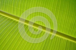 Green banana leaf green leaf texture
