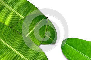 Green banana leaf, green tropical foliage texture isolated on white background.