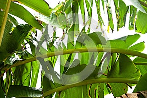 Green banana leaf , green tropical foliage texture isolated on white background of file with Clipping Path