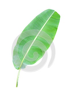 Green banana leaf , green tropical foliage texture isolated on white background of file with Clipping Path