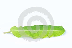green banana leaf isolate on white background ,green banana leaf