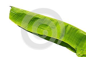 Green banana leaf isolated on white background