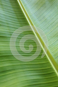 Green banana leaf macro shot.