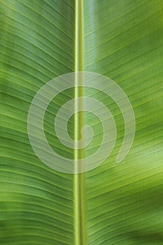 Green banana leaf macro shot.