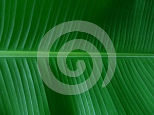 Green Banana Leaf and Petiole Texture Background., Natural Plant Texture photo