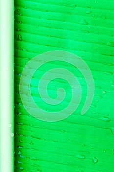 Green banana leaf texture