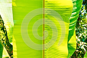 Green banana leaf texture