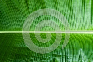 Green banana leaf texture background