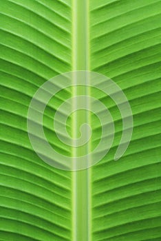 Green banana leaf texture or background