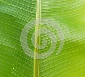green banana leaf texture and background with water droplets