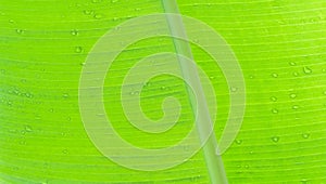 Green banana leaf texture with water drop