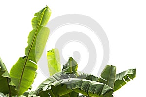 Green banana leaf , green tropical foliage texture isolated on white background of file with Clipping Path