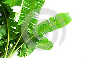 Green banana leaf , green tropical foliage texture isolated on white background of file with Clipping Path
