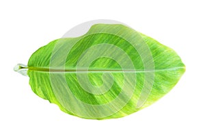 Green banana leaf , green tropical foliage texture isolated on white background of file with Clipping Path