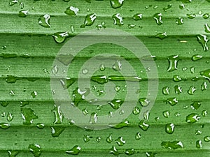 Green banana leaf with water drop