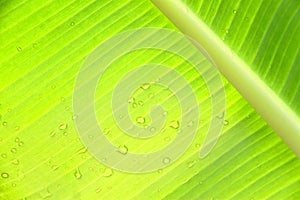 Green banana leaf with water drops