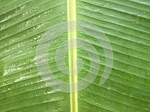 Green banana leaf is wet with rain drops.