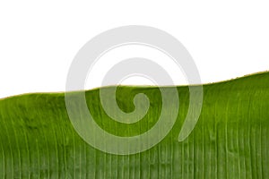 Green Banana Leaf on white background.
