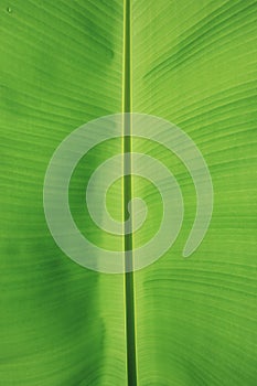 Green banana leaves as background