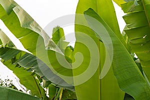 Green banana leaves, huge leaves with ragged edges of light green color